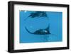 Manta Ray (Manta Birostris) Feeding-Louise Murray-Framed Photographic Print