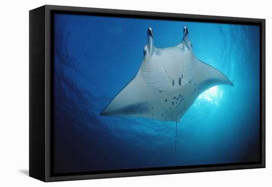 Manta Ray (Manta Birostris), Maldives Islands, Indian Ocean.-Reinhard Dirscherl-Framed Stretched Canvas