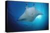 Manta Ray (Manta Birostris), Maldives Islands, Indian Ocean.-Reinhard Dirscherl-Stretched Canvas