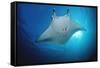 Manta Ray (Manta Birostris), Maldives Islands, Indian Ocean.-Reinhard Dirscherl-Framed Stretched Canvas