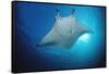 Manta Ray (Manta Birostris), Maldives Islands, Indian Ocean.-Reinhard Dirscherl-Framed Stretched Canvas