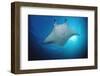 Manta Ray (Manta Birostris), Maldives Islands, Indian Ocean.-Reinhard Dirscherl-Framed Photographic Print