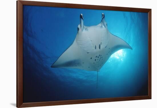 Manta Ray (Manta Birostris), Maldives Islands, Indian Ocean.-Reinhard Dirscherl-Framed Photographic Print