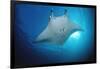 Manta Ray (Manta Birostris), Maldives Islands, Indian Ocean.-Reinhard Dirscherl-Framed Photographic Print