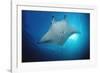 Manta Ray (Manta Birostris), Maldives Islands, Indian Ocean.-Reinhard Dirscherl-Framed Photographic Print