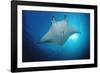 Manta Ray (Manta Birostris), Maldives Islands, Indian Ocean.-Reinhard Dirscherl-Framed Photographic Print