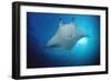 Manta Ray (Manta Birostris), Maldives Islands, Indian Ocean.-Reinhard Dirscherl-Framed Photographic Print