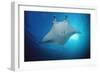 Manta Ray (Manta Birostris), Maldives Islands, Indian Ocean.-Reinhard Dirscherl-Framed Photographic Print