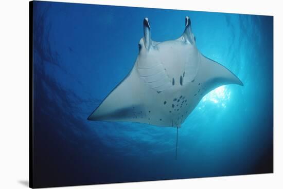 Manta Ray (Manta Birostris), Maldives Islands, Indian Ocean.-Reinhard Dirscherl-Stretched Canvas