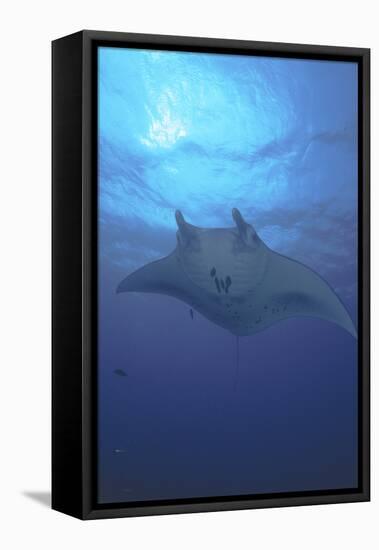 Manta Ray, Micronesia, Yap-Stuart Westmorland-Framed Stretched Canvas