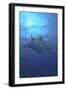 Manta Ray, Micronesia, Yap-Stuart Westmorland-Framed Photographic Print