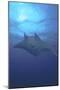 Manta Ray, Micronesia, Yap-Stuart Westmorland-Mounted Photographic Print