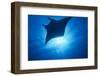 Manta Ray, Micronesia, Yap-Stuart Westmorland-Framed Photographic Print