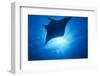 Manta Ray, Micronesia, Yap-Stuart Westmorland-Framed Photographic Print