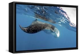 Manta Ray Off Coast of Isla Mujeres, Mexic-null-Framed Stretched Canvas