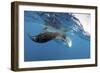 Manta Ray Off Coast of Isla Mujeres, Mexic-null-Framed Photographic Print