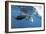 Manta Ray Off Coast of Isla Mujeres, Mexic-null-Framed Photographic Print
