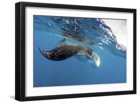 Manta Ray Off Coast of Isla Mujeres, Mexic-null-Framed Photographic Print