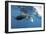 Manta Ray Off Coast of Isla Mujeres, Mexic-null-Framed Photographic Print