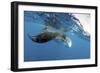 Manta Ray Off Coast of Isla Mujeres, Mexic-null-Framed Photographic Print