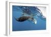 Manta Ray Off Coast of Isla Mujeres, Mexic-null-Framed Photographic Print