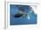 Manta Ray Off Coast of Isla Mujeres, Mexic-null-Framed Photographic Print