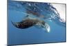 Manta Ray Off Coast of Isla Mujeres, Mexic-null-Mounted Photographic Print