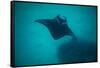 Manta Ray Swimming in the Pacific Ocean, Bora Bora, Society Islands, French Polynesia-null-Framed Stretched Canvas