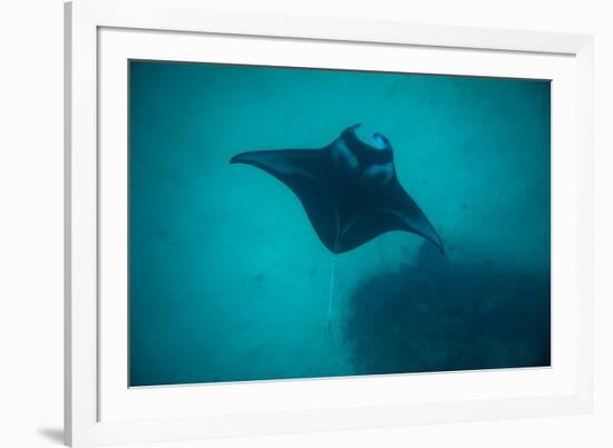 Manta Ray Swimming in the Pacific Ocean, Bora Bora, Society Islands, French Polynesia-null-Framed Photographic Print