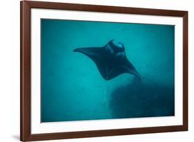 Manta Ray Swimming in the Pacific Ocean, Bora Bora, Society Islands, French Polynesia-null-Framed Photographic Print