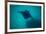 Manta Ray Swimming in the Pacific Ocean, Bora Bora, Society Islands, French Polynesia-null-Framed Photographic Print
