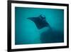 Manta Ray Swimming in the Pacific Ocean, Bora Bora, Society Islands, French Polynesia-null-Framed Photographic Print