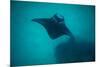 Manta Ray Swimming in the Pacific Ocean, Bora Bora, Society Islands, French Polynesia-null-Mounted Photographic Print