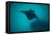 Manta Ray Swimming in the Pacific Ocean, Bora Bora, Society Islands, French Polynesia-null-Framed Stretched Canvas