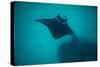 Manta Ray Swimming in the Pacific Ocean, Bora Bora, Society Islands, French Polynesia-null-Stretched Canvas