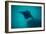 Manta Ray Swimming in the Pacific Ocean, Bora Bora, Society Islands, French Polynesia-null-Framed Photographic Print