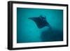 Manta Ray Swimming in the Pacific Ocean, Bora Bora, Society Islands, French Polynesia-null-Framed Photographic Print