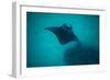 Manta Ray Swimming in the Pacific Ocean, Bora Bora, Society Islands, French Polynesia-null-Framed Photographic Print