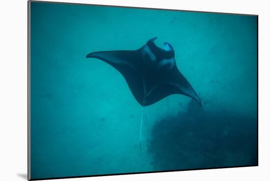 Manta Ray Swimming in the Pacific Ocean, Bora Bora, Society Islands, French Polynesia-null-Mounted Photographic Print