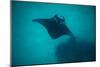Manta Ray Swimming in the Pacific Ocean, Bora Bora, Society Islands, French Polynesia-null-Mounted Photographic Print