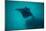 Manta Ray Swimming in the Pacific Ocean, Bora Bora, Society Islands, French Polynesia-null-Mounted Photographic Print