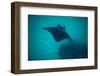 Manta Ray Swimming in the Pacific Ocean, Bora Bora, Society Islands, French Polynesia-null-Framed Photographic Print