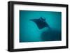 Manta Ray Swimming in the Pacific Ocean, Bora Bora, Society Islands, French Polynesia-null-Framed Photographic Print