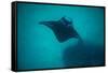 Manta Ray Swimming in the Pacific Ocean, Bora Bora, Society Islands, French Polynesia-null-Framed Stretched Canvas