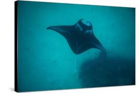 Manta Ray Swimming in the Pacific Ocean, Bora Bora, Society Islands, French Polynesia-null-Stretched Canvas