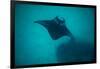 Manta Ray Swimming in the Pacific Ocean, Bora Bora, Society Islands, French Polynesia-null-Framed Photographic Print