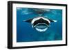 Manta ray with mouth open feeding on plankton, Maldives-Alex Mustard-Framed Photographic Print