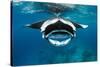 Manta ray with mouth open feeding on plankton, Maldives-Alex Mustard-Stretched Canvas