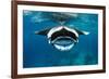 Manta ray with mouth open feeding on plankton, Maldives-Alex Mustard-Framed Photographic Print