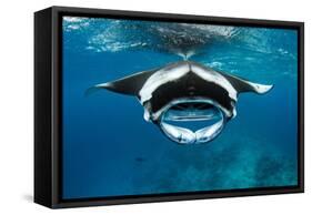 Manta ray with mouth open feeding on plankton, Maldives-Alex Mustard-Framed Stretched Canvas